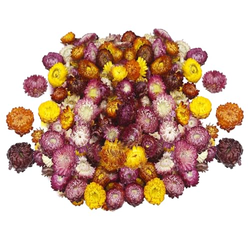 TenaLucy Flores Secas Cecoracion Hogar, Flores Preservadas Jarrones Decorativos, Home Decoration Centro de Mesa Decorativo Salon, Flore Secas Manualidades Flore Naturales para Marcos de Fotos (100g)