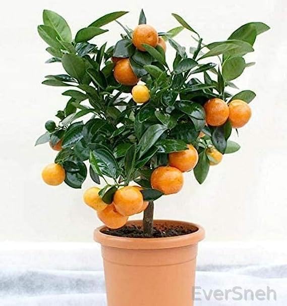 EverSneh Real Live Orange Nagpur Fruit Plants & Tree EH_1069 With Plastic Pot (B0C97D756N) Amazon Price History, Amazon Price Tracker