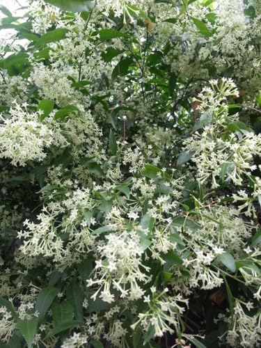 Image of Live Raat Rani Plant (Cestrum nocturnum) | Night Blooming Jasmine Live Flower Plant with Pot | Raat ki Rani Fragrant Outdoor Indoor Plant for Home Garden Balcony