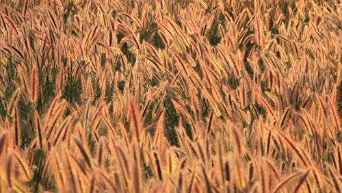 Creative Farmer Grass Seeds : Ornamental Grass Grass Seeds For Home Garden - Grass Seeds Pack (B075PWT78R) Amazon Price History, Amazon Price Tracker