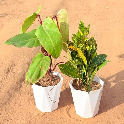 Best Nursery Set of 2 - Philodendron Red with moss stick & Baby Croton in 6 Inch Marble White Diamanti Plastic Pot-image-49