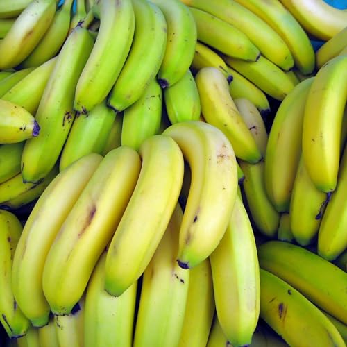 Page de couverture de Coffs Harbour banana growers warn of serious consequences from reviewing quarantine arrangements.