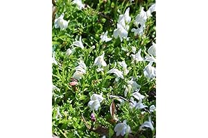 Perennial Farm Mazus reptans 'Albus' (Creeping White) Groundcover, Lush Snow Colored Flowers
