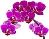 stickers natures Jm-Déco Stickers Fleur Orchidée réf 1951 Dimensions 35x26 cm