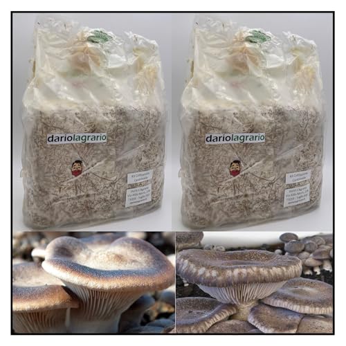 Kit Fungo Cardoncello 2 Ballette di Substrato x coltivazione Funghi Cardoncelli FAI da TE a casa