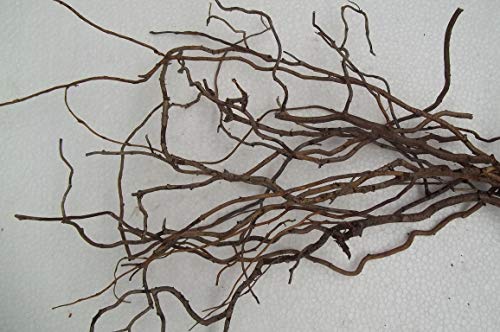 Dried Corkscrew Willow Branch Ends, 10
