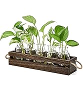 Mkono Desktop Plant Propagation Terrarium with Wooden Box, Farmhouse Flower Glass Planter Station...