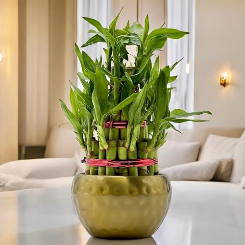 Image of Amulya Farms Lucky Bamboo Plant with Premium Golden Metal Planter | Feng Shui Plants | Good Luck Plant | Vastu Plants for Home Indoor | Live Plants for Living Room, Office, Desk, Decoration (3 layer)
