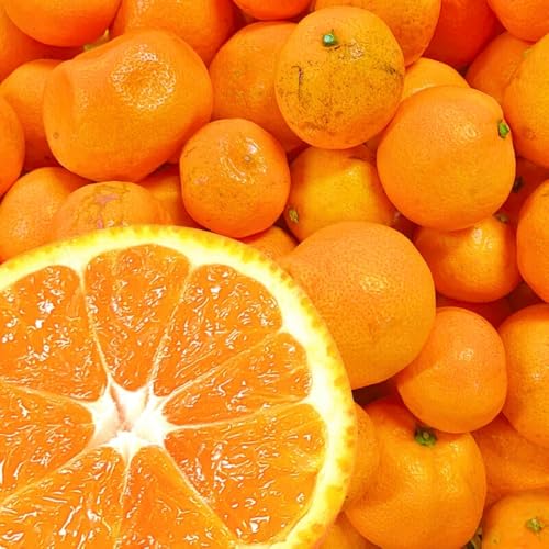 有田みかん 10kg」の人気商品一覧・価格比較 - 価格.com