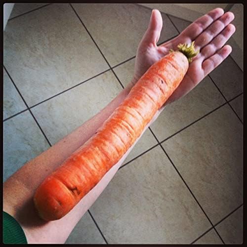 Miniatura 6 de KIRA SEEDS - Semillas Zanahoria Red Giant - Vegetales de reliquia - Sin OGM