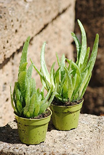 Echte Aloe Vera,Üppige Pflanzen,ca. 30 cm Gesamthöhe (2 Pflanzen)