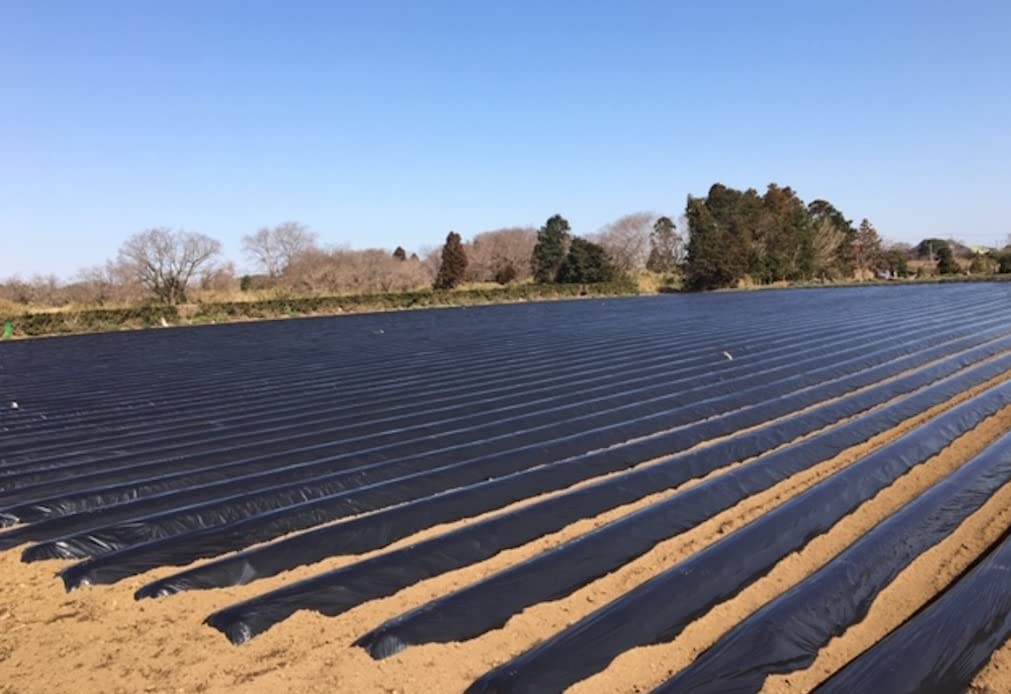 Amazon.co.jp: 三共黒マルチ 0.02x150x200m センター印刷有 : DIY