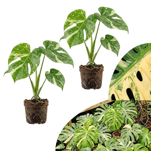 Set 2 Monstera Plant Live Thai Constellation Monstera Live Plant Starter Seedlings from 4 to 6 Inches Tall for Indoor Houseplant Rare Variegated Leaves No Pot