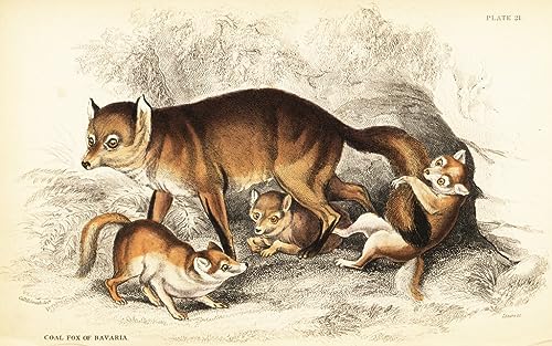 Variété d'Animaux Rouges Graffiti Art Mural | Décoration Murale Oursons Bavière William Home Lizars