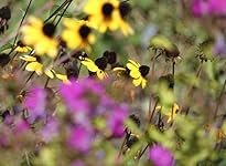 Review Image by DBCooper DBCooper