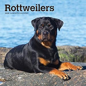 Livres Couvertures de Rottweilers 2020 Calendar