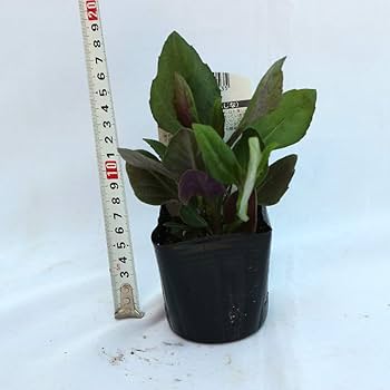 大きくなりすぎた　金時草　B 大きくなりすぎた 金時草 B 大きくなりすぎた金時草B