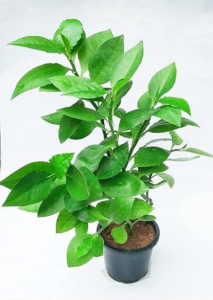 Naagdon/Nagdon Medicinal Plant Decorative Indoor Plant with Pot (B0D7QCXJXL) Amazon Price History, Amazon Price Tracker