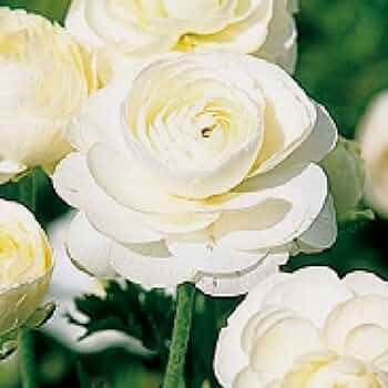 Amazon.co.jp: ラナンキュラス 球根 【 ホワイト 】4球 秋植え