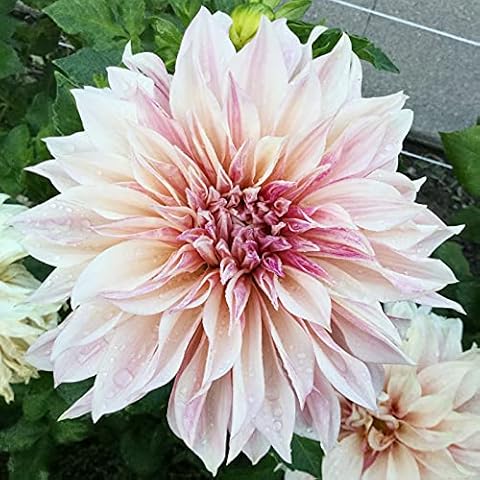 Can be Planted All Year Round/Dahlia Seeds/Perennial Plants/Long Flowering period-55 PCS,b Cover