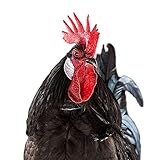 My Pet Chicken...image
