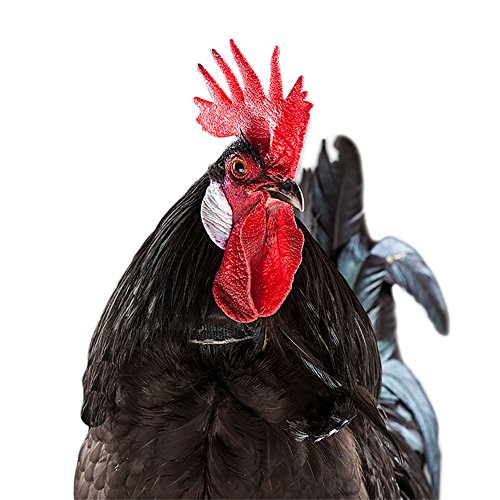 My Pet Chicken No-Crow Rooster Collar: Reduce Loud Crowing for Roosters Pain-Free Training Collar