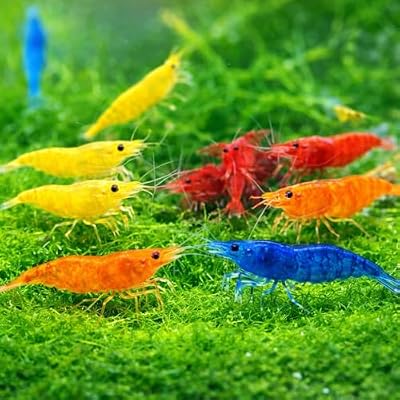 Seam Oasis 15+ Mixed Color High Grade Neocaridina Live Freshwater Shrimps for Aquarium Bignner Friendly Neocardina Shrimps Fully Mature Breeding Age Size 0.75-1 inches in Length Live Arrival Guarantee