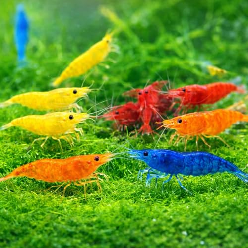 20 + Mixed Color Neocaridina Live Freshwater...