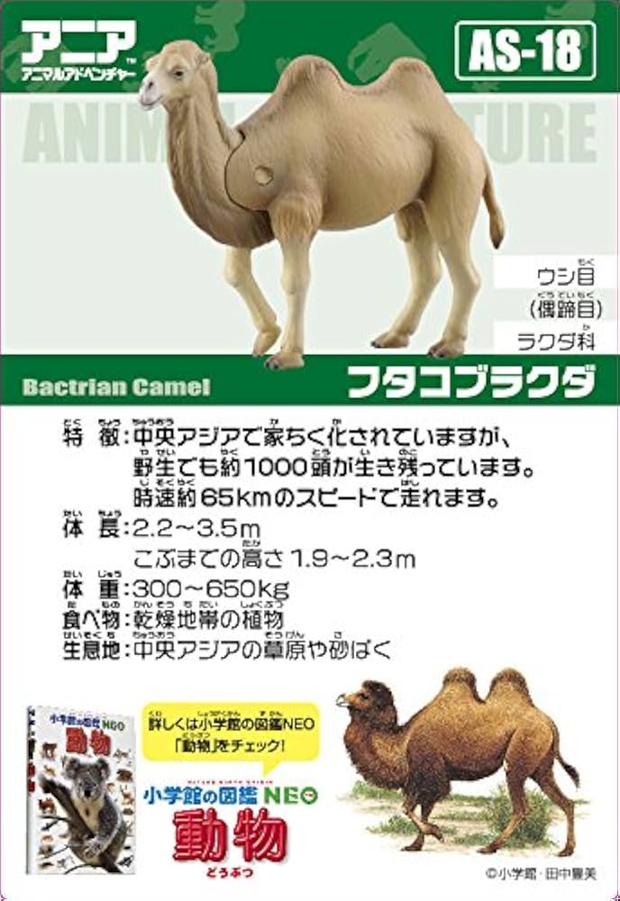 アニマルカード　フタコブラクダ　プロモ　4枚セット アニマルカード フタコブラクダ プロモ 4枚セット アニマル