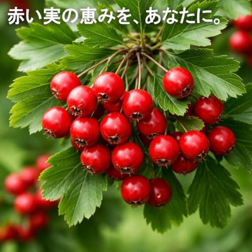 今川製菓 ドライフルーツ サンザシ 1kg 山査子 無添加 さんざし 業務用 チャック付袋 2枚目