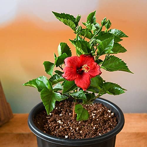 Good Gudhal Live Hibiscus |Gudhal desi| flowers Live Plant, with (Included pot) pack of (1) (B0B5MQ6F77) Amazon Price History, Amazon Price Tracker