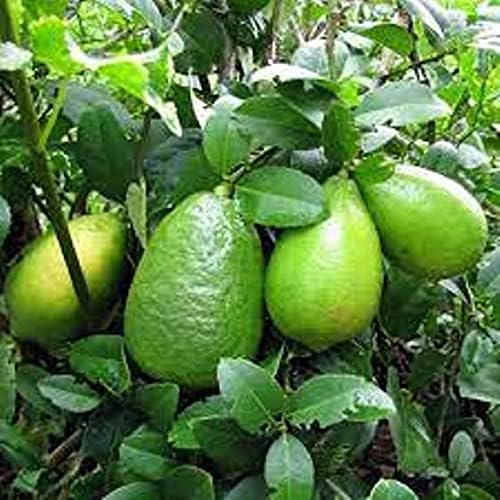 Vamsha Nature Care Live Hybrid Gandharaj Nimbu Lemon Plants For Home Garden