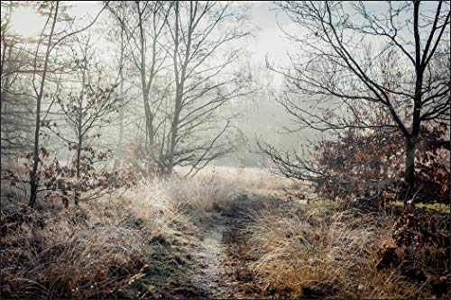 Muralo Fototapete Wald im Nebel 270 x 405 cm Vlies Tapete Wandtapeten...