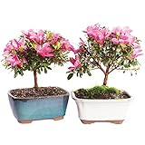 Brussel's Live Satsuki Azalea Outdoor Bonsai Tree (2 Pack) - 5 Years Old; 6' to 8' Tall with...