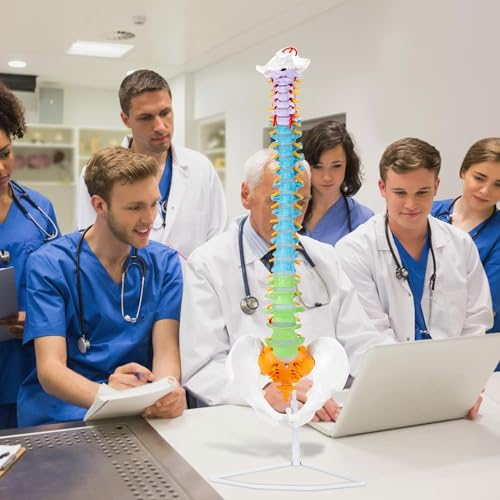 Image of SKUMOD Life Size Colored Spine Anatomy Model, 34 inch Flexible Colored Anatomical Human Spine Model with Vertebrae, Nerves, Arteries, Lumbar and Pelvis, Medical Spine Model with Brackets and Instructions