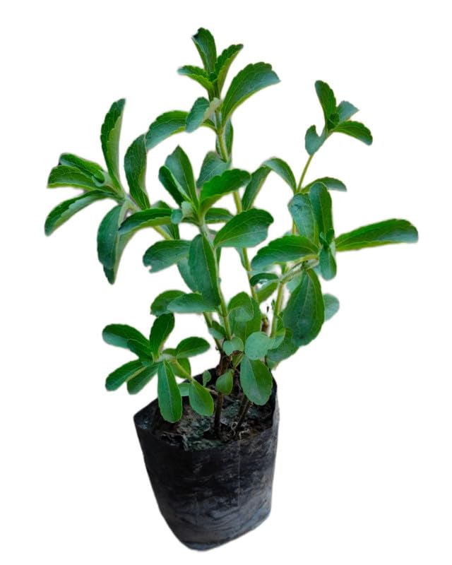 Natural Stevia Plant Live With Pot | Healthy Live Plant 1 Pcs (B0D5DFBCP1) Amazon Price History, Amazon Price Tracker