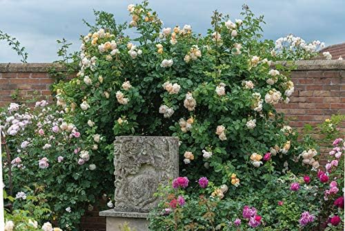 WOLLERTON Old Hall - Bareroot David Austin Roses English Climbing Garden Rose - Beautiful & Abundant displays of Large, Cream/Pale Apricot, Highly Fragrant Blooms