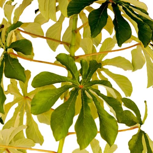Genérico, Muda de Banana de Macaco 20 a 40cm AMK - Plantas Online