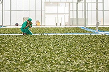 Organic Green Tea | Hand Picked Whole Loose Leaf | Grown In New Zealand By Zealong, Creators Of The World's Purest Tea #TOP6