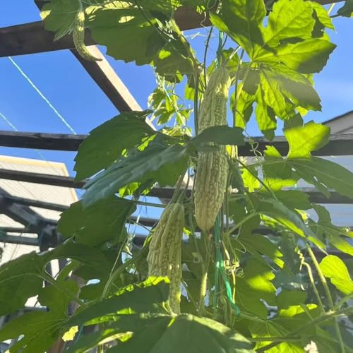 15+ White Pearl Bitter Gourd Seeds Momordica Bitter Melon Asian Vegetable Balsam Pear Melon Garden Planting by SPROUTARAQ - Used condition - Image 3