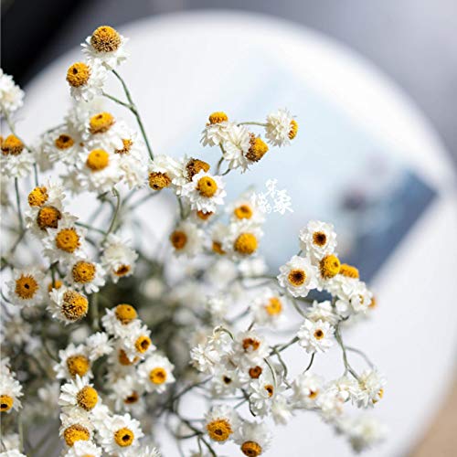 Ramo de flores secas de crisantemo silvestre para decoración miniatura 5