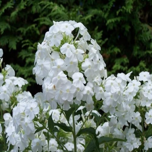 100pieces White Phlox Flower Seeds