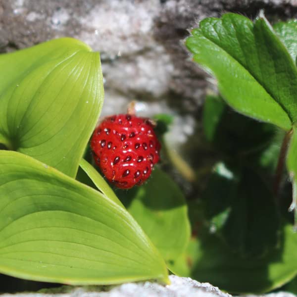 12 unità Fragaria Chiloensis - Fragola del Cile Vaso 9x9cm ±1 m² - Fragola Ornamentale con Frutti e Fiori per Giardini e Aiuole