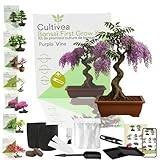 bonsai arbre jardiland 🍃 SEMILLAS DE CALIDAD & PRODUCTO ECOLÓGICO – Las semillas bonsái han sido seleccionadas para garantizar una alta tasa de germinación y un cultivo exitoso. 🌍