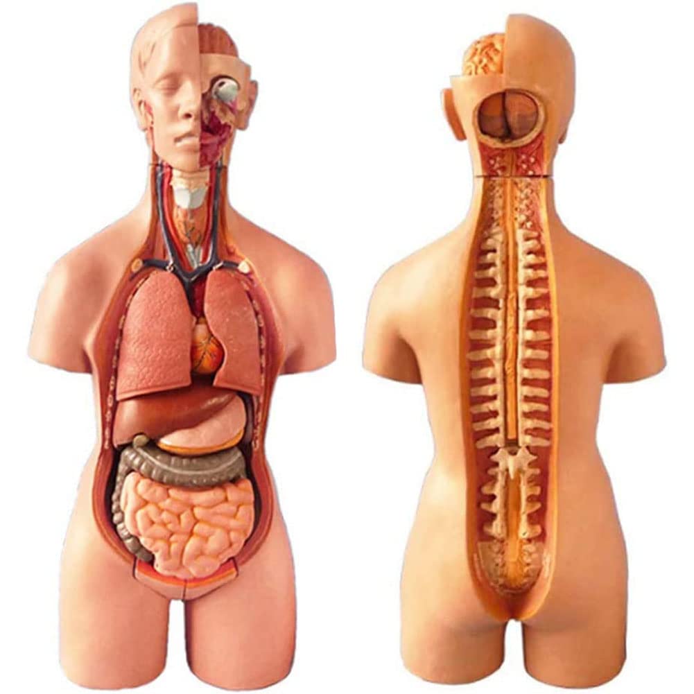 Modelo anatomía del Torso Humano, 19 Partes, Modelo anatómico del Torso, Modelo del Cuerpo Humano 55 cm, corazón y órganos extraíbles, Base exhibición y Manual del Producto incluidos para aprendiza
