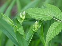 Review Image by RobsFolly RobsFolly