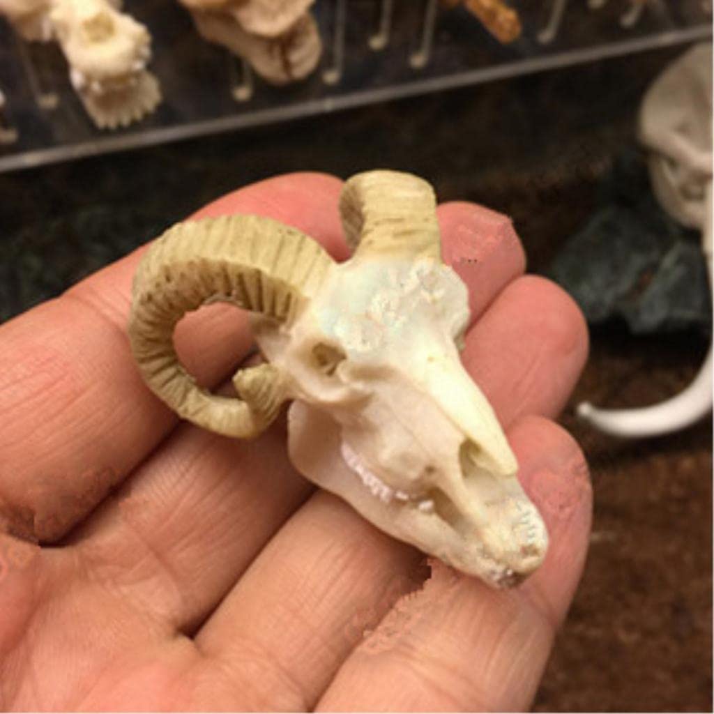CALANDIS Resin Goat Skull Aquarium Ornament Fish Tank Reptile Terrarium Aquascaping (B0BFXC3DLF) Amazon Price History, Amazon Price Tracker
