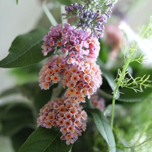 semi di lillà farfalla, balcone resistenti, farfalle buddleia -Buddleja da giardino, 400pcs