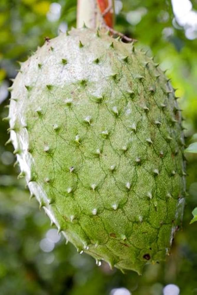 n*i様 ①サワーソップ トゲバンレイシ 果実 沖縄産 希少フルーツ n*i様