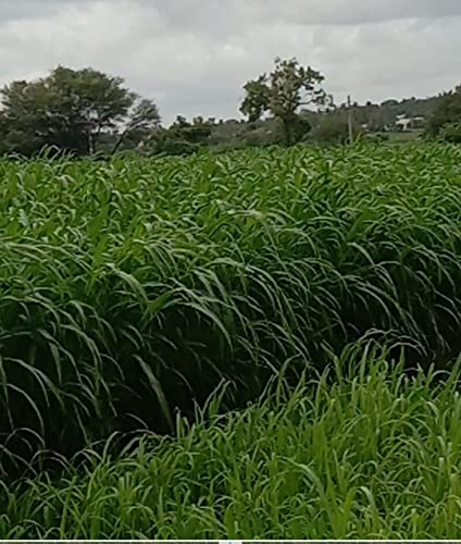 Image of SK ORGANIC COFS 29 Multicut Grass Seeds for cow buffalo goat cattle fodder 3 years variety (1kg)